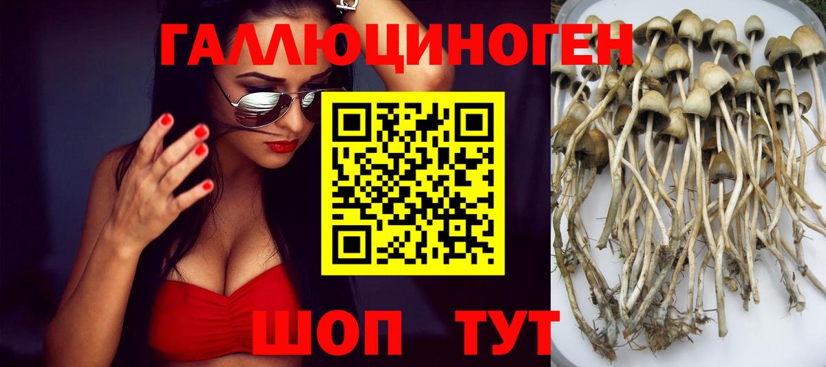Псилоцибиновые грибы Psilocybe Наро-Фоминск